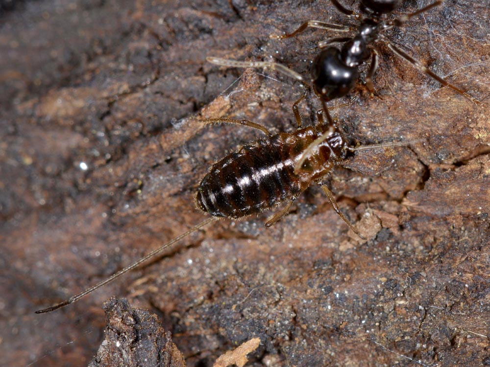 Stomaphis cfr quercus: fabbrica ad alta  riproduzione